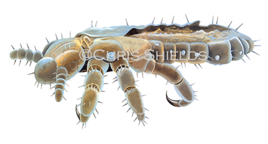 Illustration of Dust Mite (#2064)