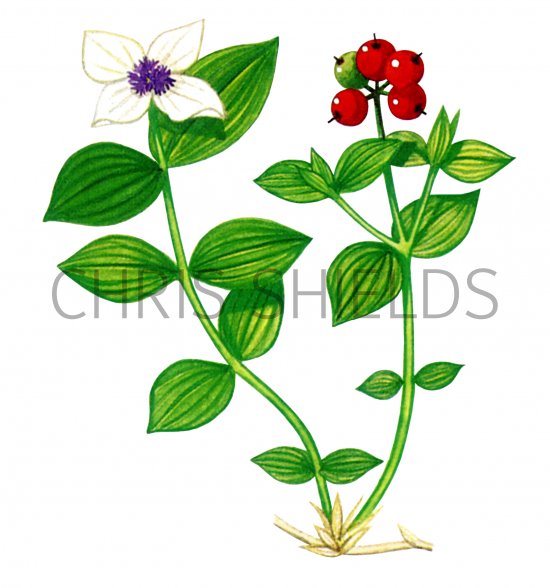 Illustration of Dwarf Cornel (Cornus suecicus) (#0851)