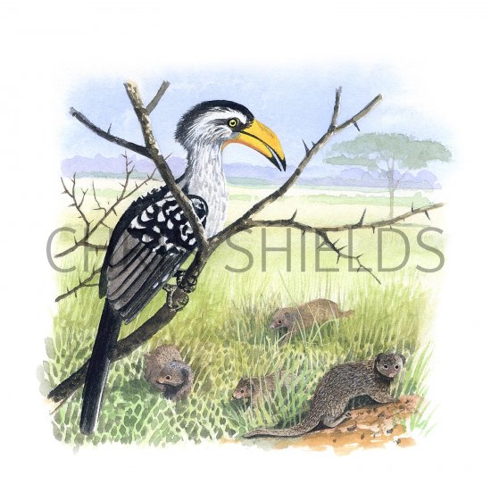Illustration of Yellow-billed Hornbill (Tockus leucomelas) & Dwarf Mongoose (Helogale parvula) (#3333)