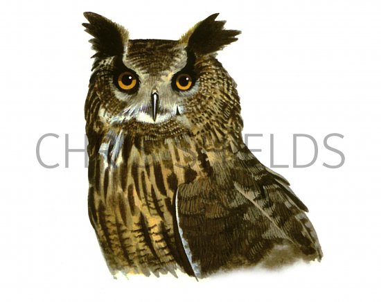 Illustration of Eagle Owl (Bubo bubo) (#1173)