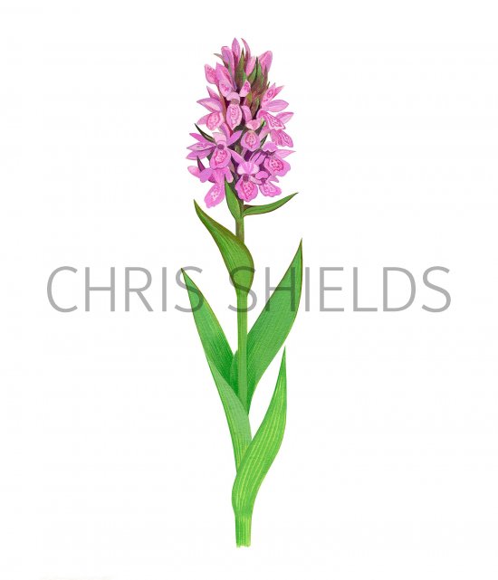Illustration of Early Marsh Orchid (Dactylorhiza incarnata) (#3385)