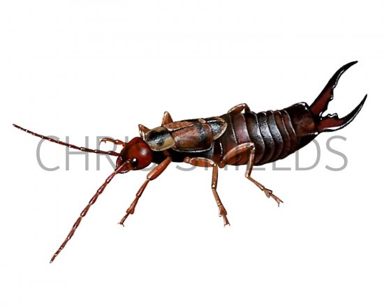 Illustration of Earwig (male) Forticula auricularia (#1463)