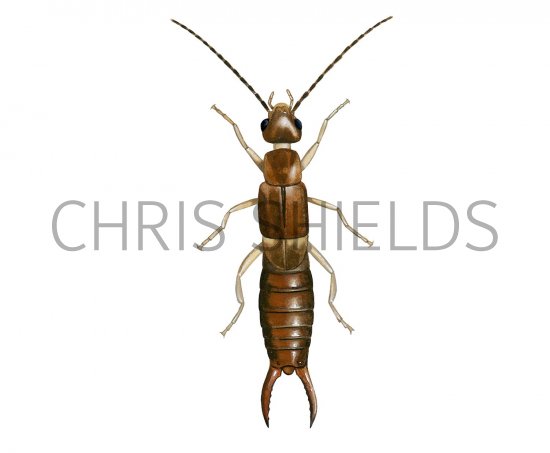 Illustration of Earwig (male) Labia minor (#2648)