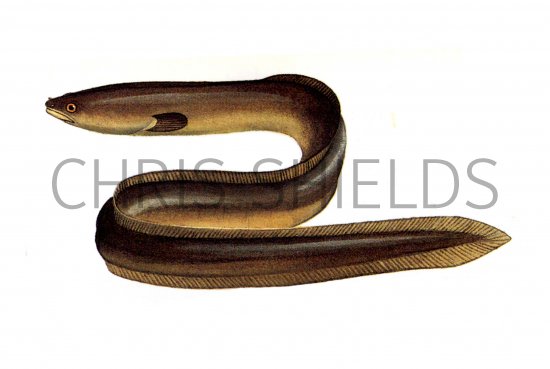 Illustration of Eel (common) Anguilla anguilla (#0135)