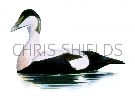 Illustration of Eider Duck (Somateria mollissima) (#4198)