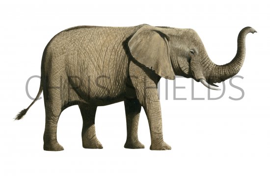 Illustration of Elephant (African) Loxodonta Africana (#4193)