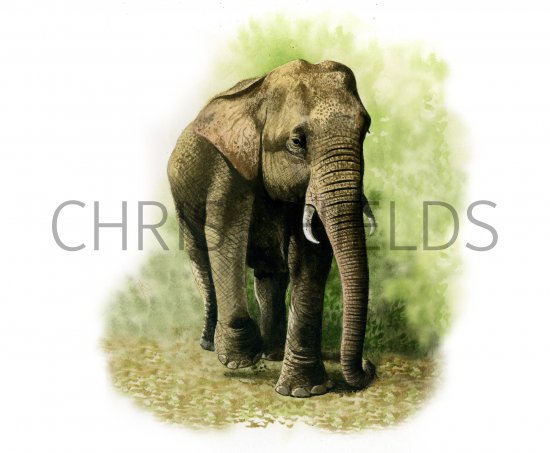 Illustration of Elephant (Asian) Elephas maximus (#0154)