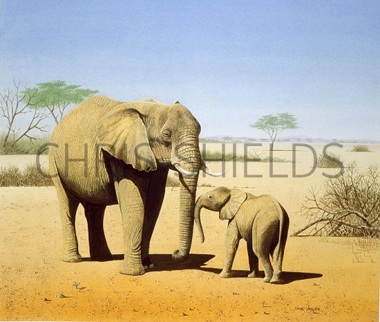 Illustration of Elephant (African) Loxodonta Africana (#0155)