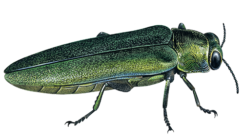 Illustration of Emerald Ashborer (Agrilus planipennis)  (#4410)