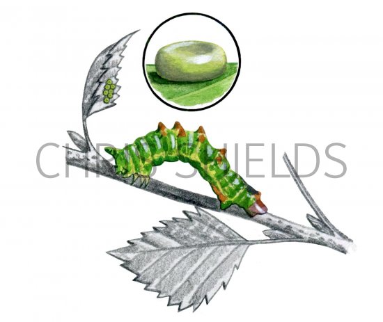 Illustration of Emerald Moth Caterpillar & Ova (Geometra papilionaria) (#2337)