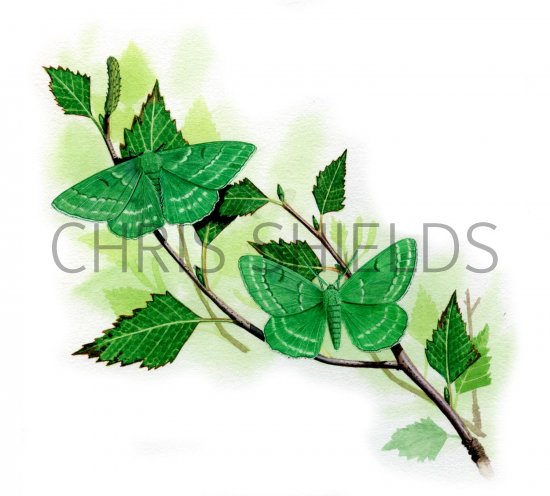 Illustration of Emerald Moth (Geometra papilionaria) (#1686)