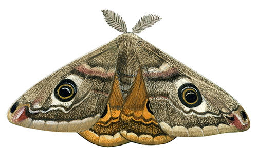 Illustration of Emperor Moth (Saturnia pavoniaI) (#4399)