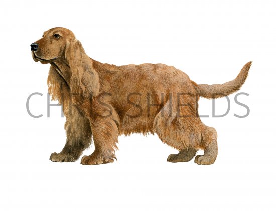 Illustration of English Cocker Spaniel (Canis lupus familiaris) (#3754)
