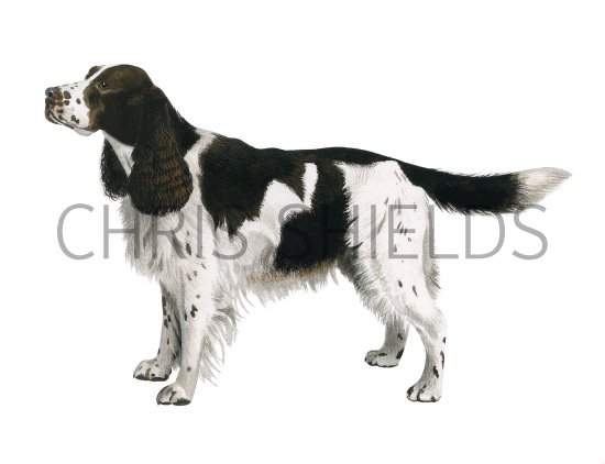 Illustration of English Springer Spaniel (Canis lupus familiaris) (#3755)
