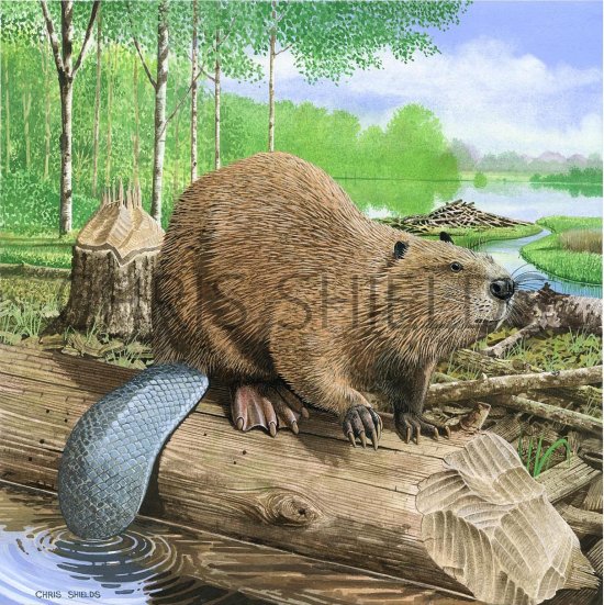 Illustration of Beaver (Eurasian) Castor fiber (#3182)