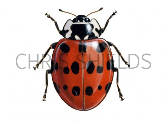 Illustration of Eyed Ladybird (without rings) Anatis ocellata (#0496)