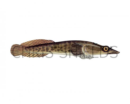 Illustration of Shore Clingfish (Lepadogaster lepadogaster) (#3068)