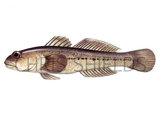Illustration of Giant Goby (Gobius cobitis) (#3052)
