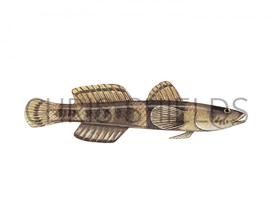 Illustration of Banded Goby (Gobius Chromogobius quadrivittatus) (#3055)