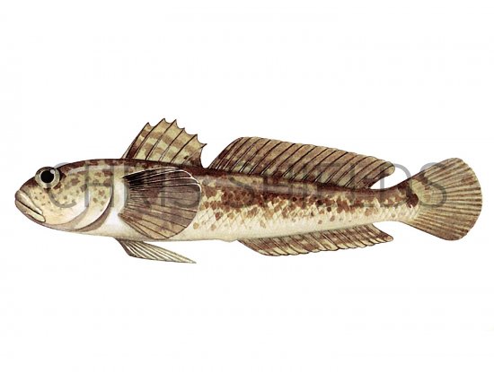 Illustration of Grass Goby (Zosterisessor ophiocephalus) (#3059)