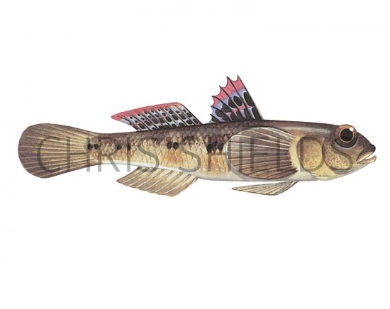 Illustration of Painted goby (Pomatoschistus pictus) (#3066)