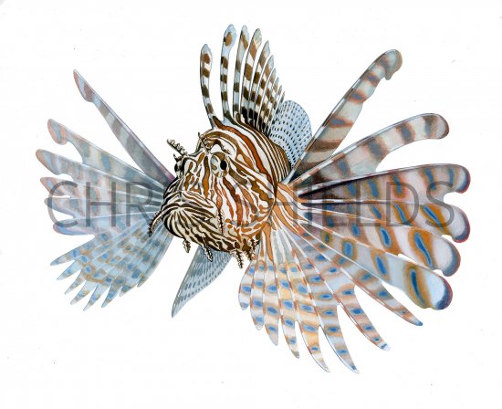 Illustration of Lionfish (Pterois miles) (#3879)