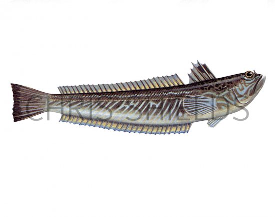 Illustration of Greater Weever (Hyperplus lanceolatus) (#3078)