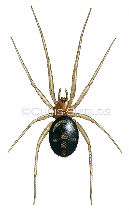 Illustration of False Widow Spider (Steatoda grossa) (#1510)