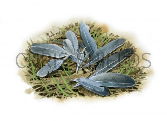Illustration of Feathers (mammal feeding signs) (#4147)