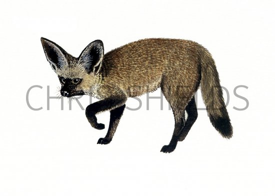 Illustration of Fox (Fennec) Vulpes zerda (#0555)