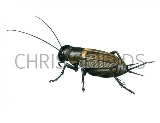 Illustration of Field Cricket (Gryllus campestris) (#1841)