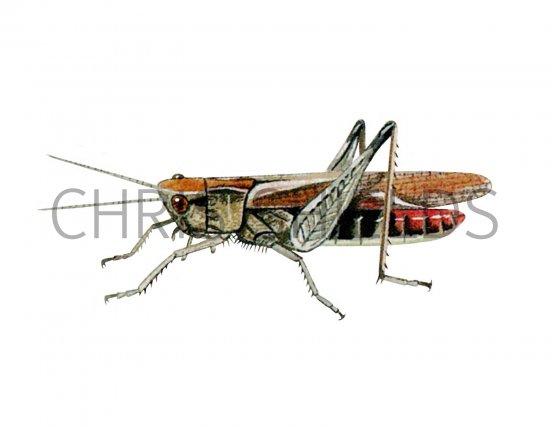 Illustration of Lesser Marsh Grasshopper (Chorthippus albomarginatus) (#2586)