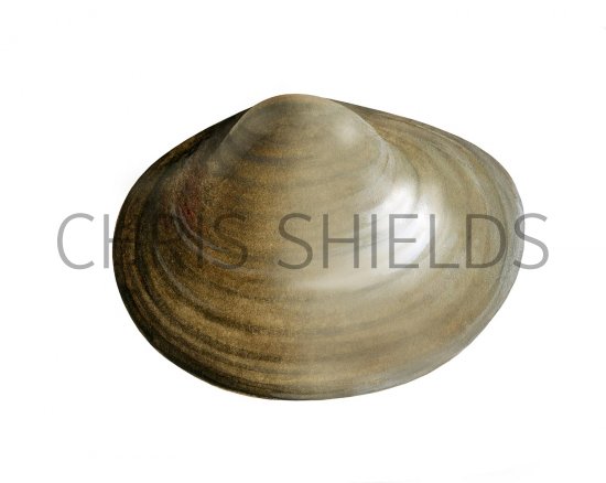 Illustration of Fine lined pea mussel (Pisidium tenuilineatum) (#2834)