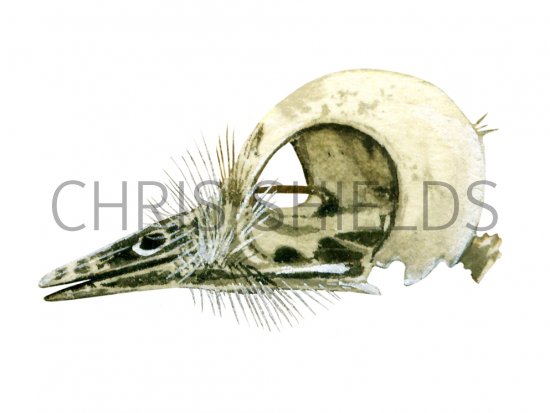 Illustration of Firecrest skull (Regulus ignicapillus) (#1766)