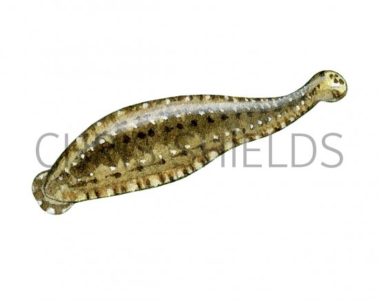 Illustration of Fish Leech (Hemiclepsis marginata) (#2275)