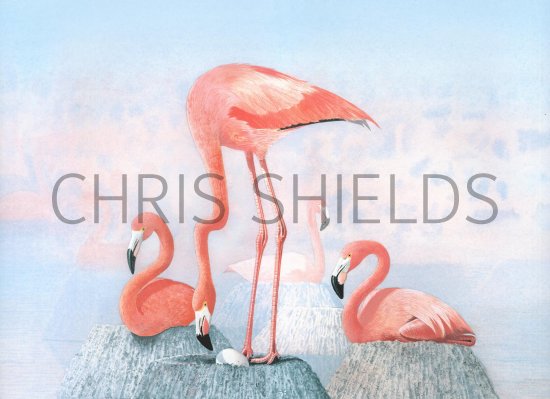 Illustration of Flamingo (American) Phoenicopterus ruber (#1099)