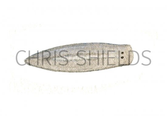 Illustration of Flatworm (Planaria) (#1538)