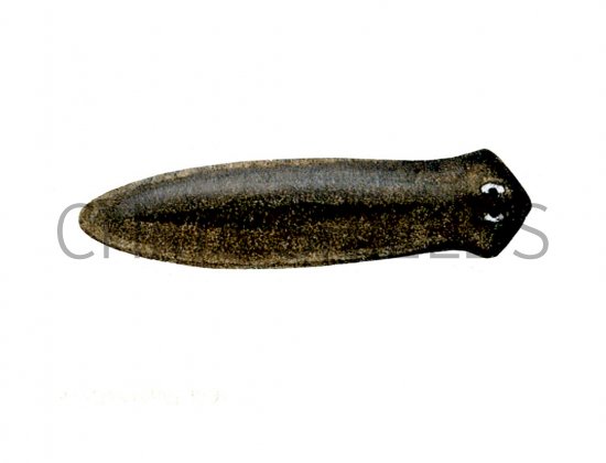 Illustration of Flatworm (Dugesia lugubris) (#1543)