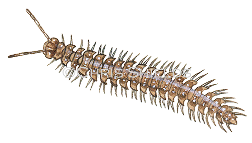 Illustration of Flat-backed Millipede (Polydesmus sp.) (#0075)