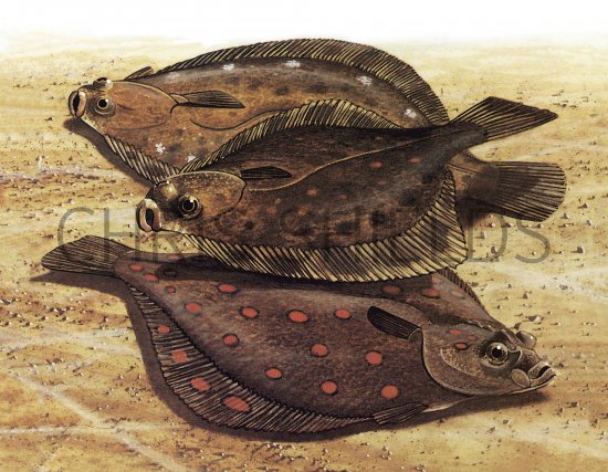 Illustration of Flatfish - Dab, Flounder, Plaice (Pleuronectidae) (#1104)