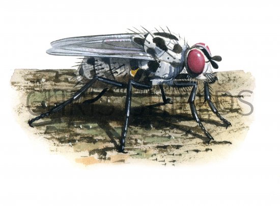 Illustration of Fly (Anthomyia pluvialis) (#1149)
