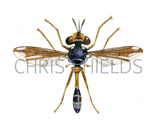 Illustration of Fly (male) (Physocephala rufipes) (#2532)
