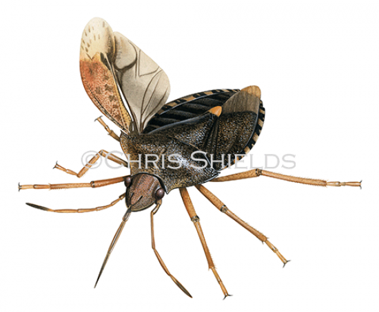 Illustration of Forest Bug (Pentatoma rufipes) (#4676)