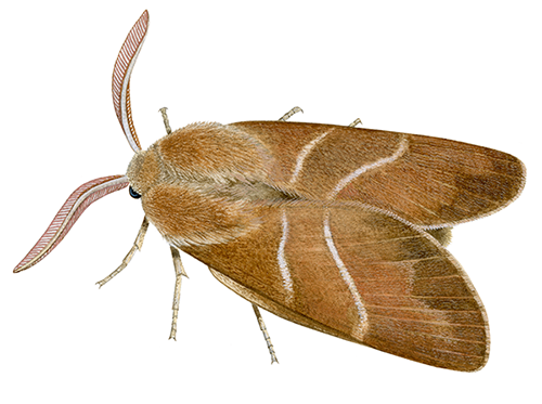 Illustration of Fox Moth (Macrothylacia rubi) (#4398)