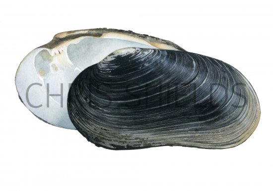 Illustration of Freshwater Mussel (Margaritifera auricularia) (#4365)