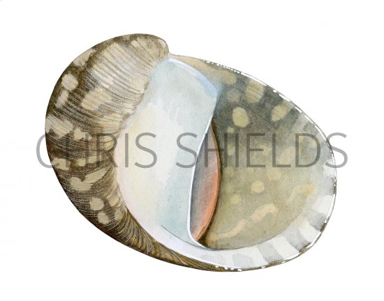 Illustration of Freshwater Nerite (Theodoxus fluviatilis ) (#2836)