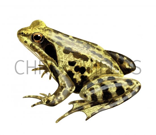 Illustration of Common Frog (Rana temporaria) (#2133)