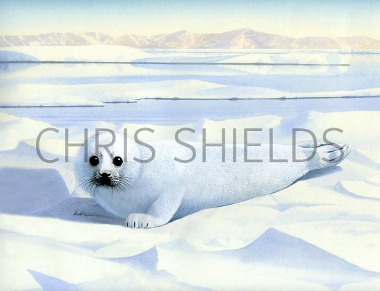 Illustration of Fur Seal Pup (Callorhinus ursinus) (#1403)
