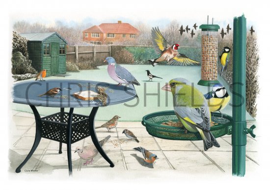 Illustration of Garden Birds in Winter (#3742)