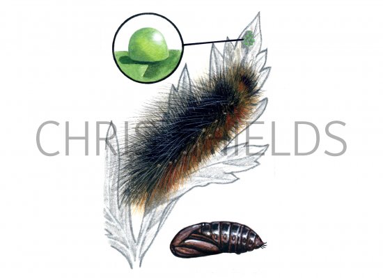 Illustration of Garden Tiger Moth (Arctia caja) (#0925)